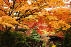 紅葉