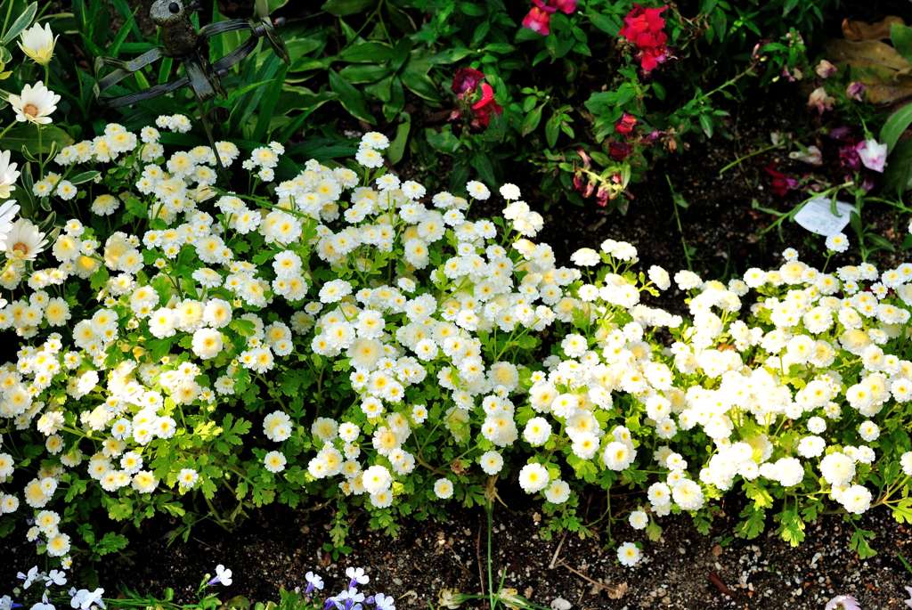 我が家の花壇-07