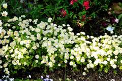 我が家の花壇-07