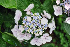 紫陽花02