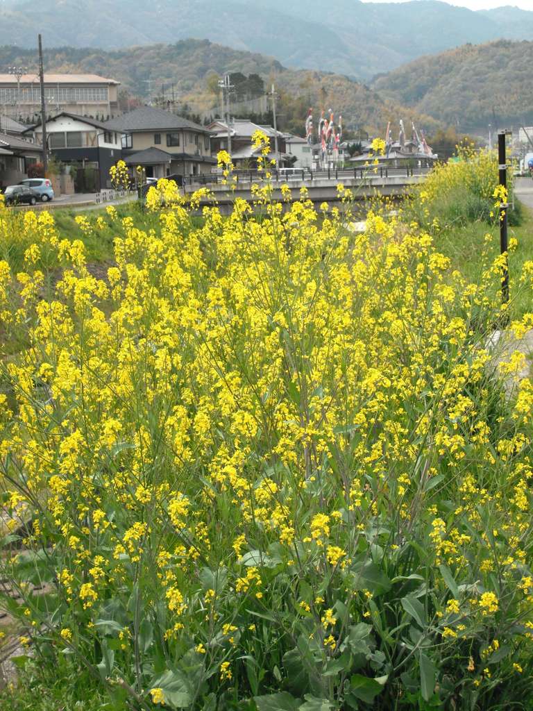 菜の花