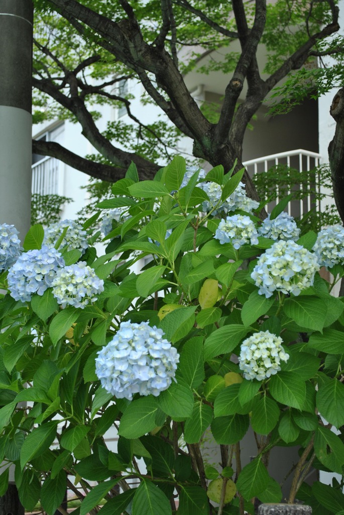 アジサイ