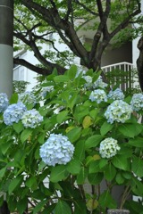アジサイ