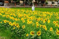 ひまわり04