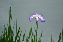 20100614花菖蒲_01