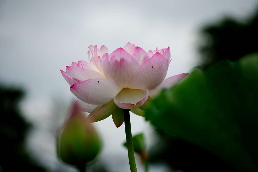蓮07