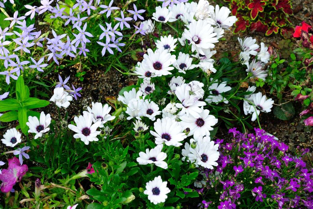 我が家の花壇-01