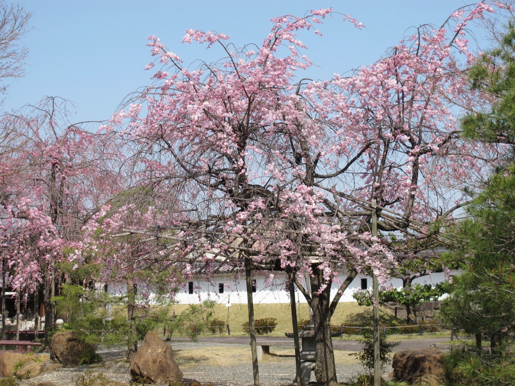 桜-12