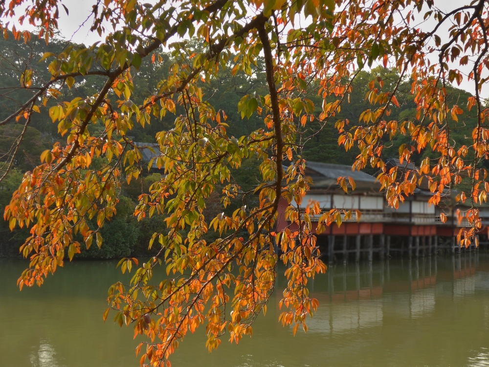 紅葉-11