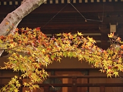 紅葉０３