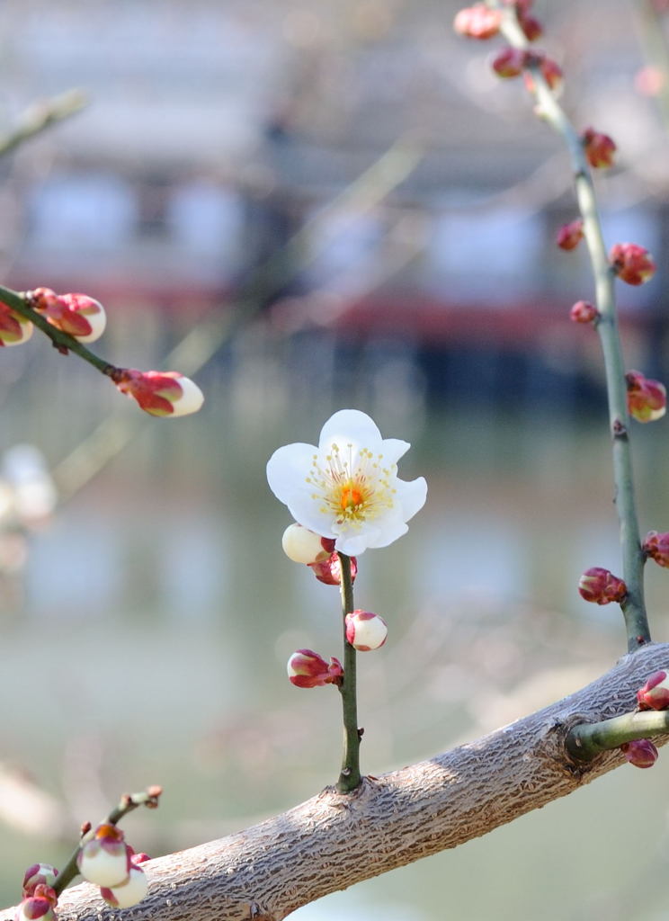 桜_04