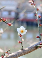 桜_04