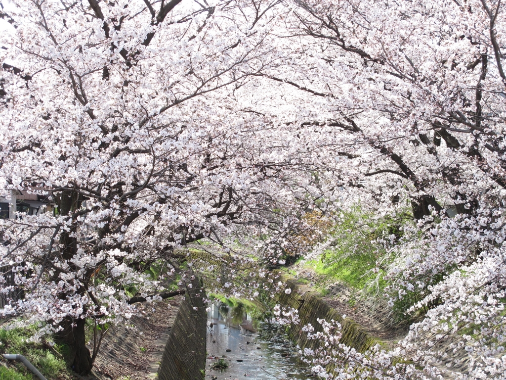 桜-04