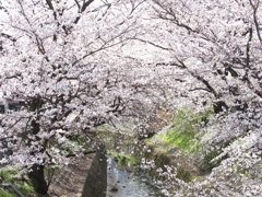 桜-04