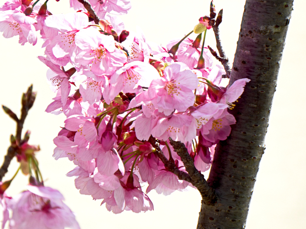 陽光桜03