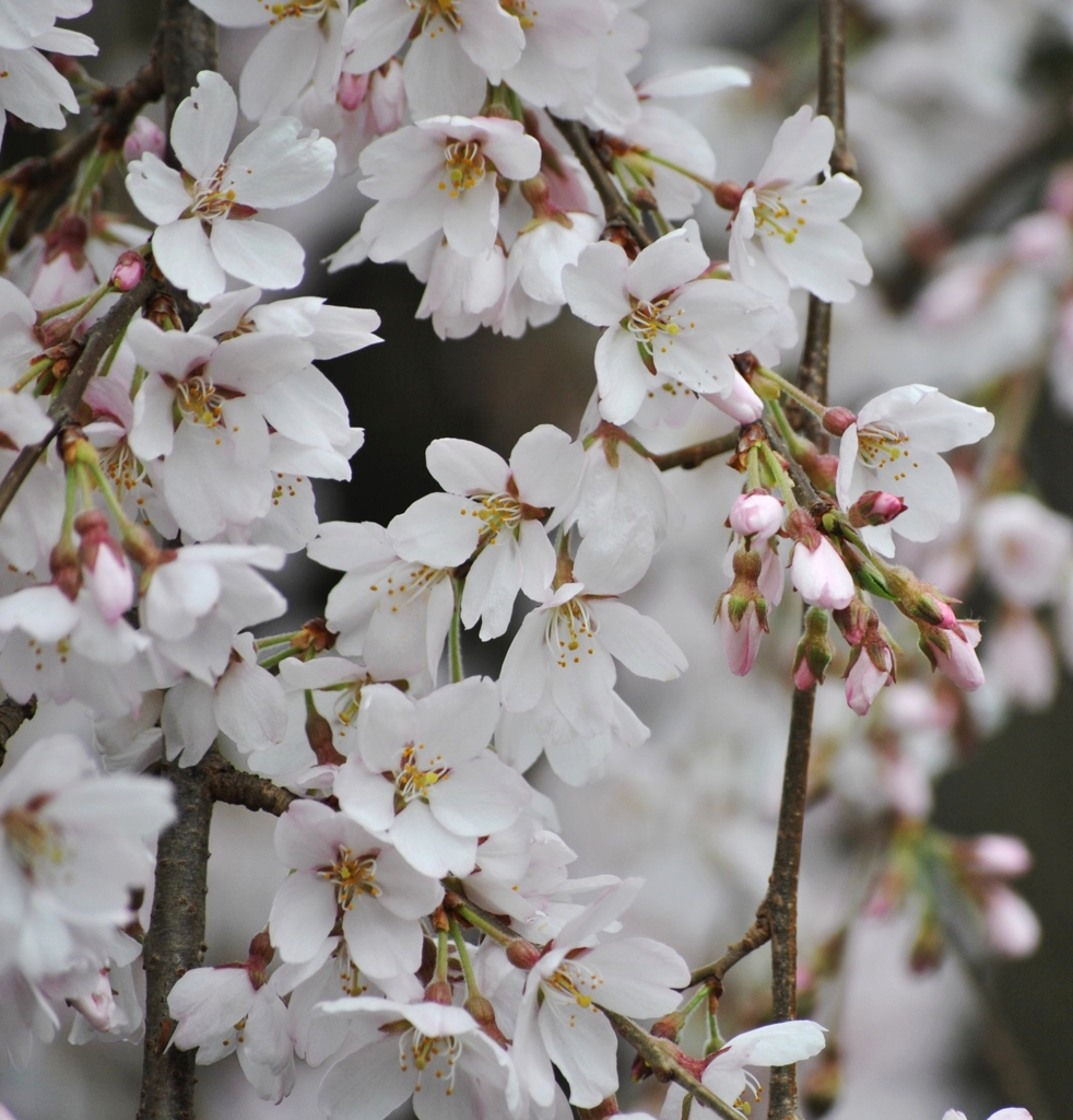 枝垂れ桜_06