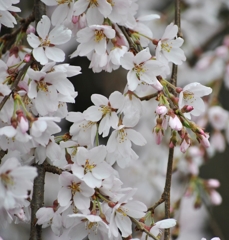 枝垂れ桜_06