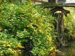 松尾大社の山吹