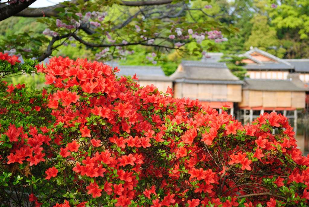 つつじ