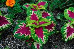 我が家の花壇-11