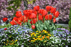 チューリップ03