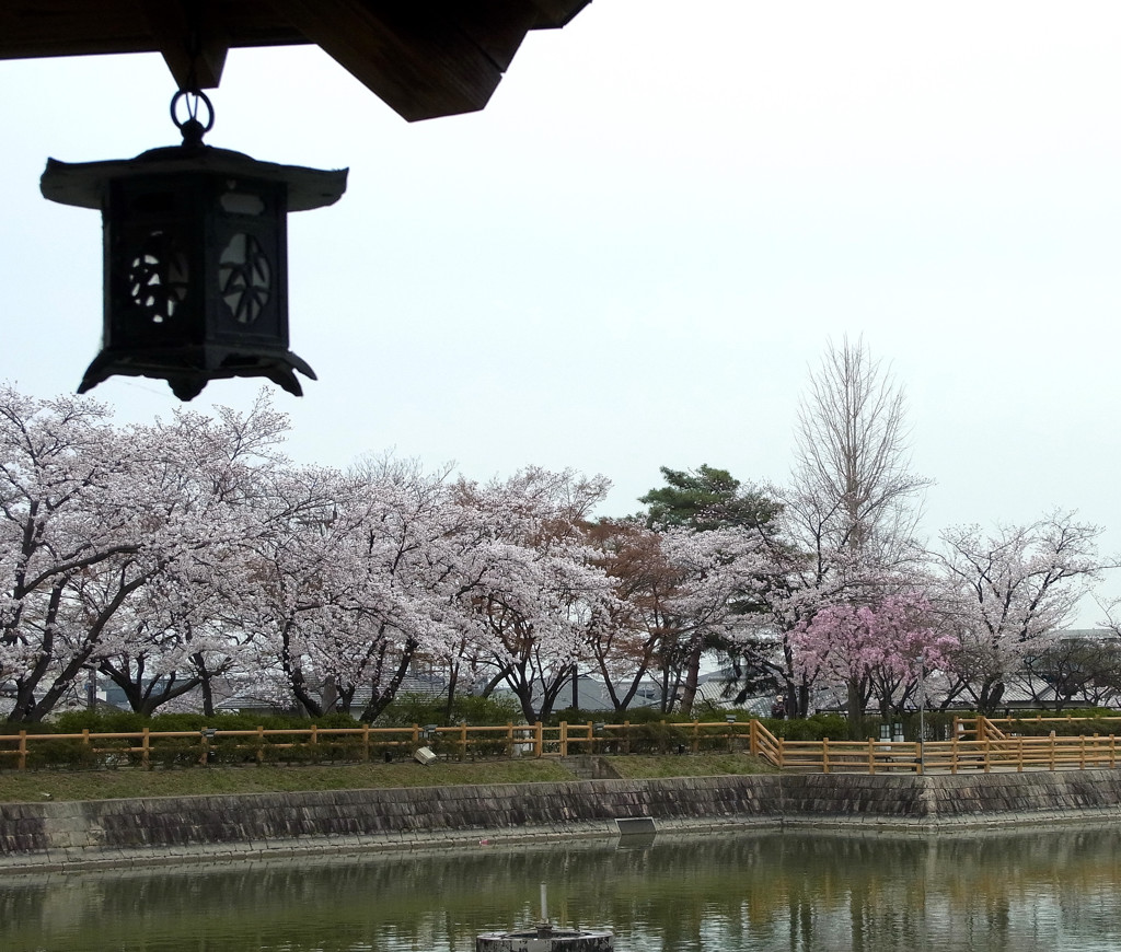 長岡天満宮の桜01