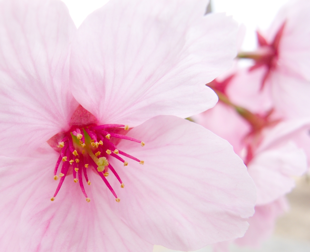 陽光桜_01