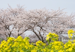 桜と菜花