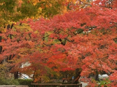 紅葉