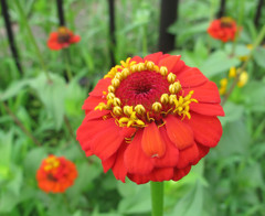 路上の花