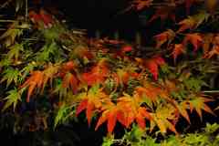 長岡天満宮ライトアップ07