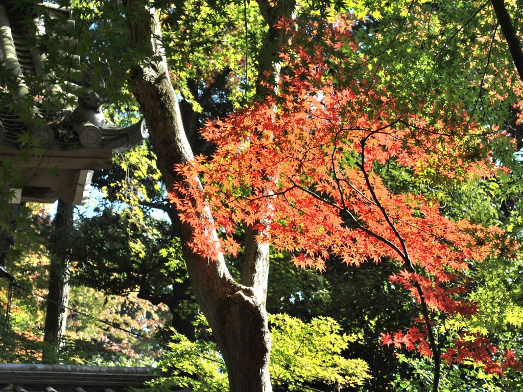 光明寺　紅葉02