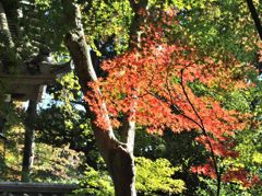 光明寺　紅葉02