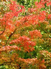 紅葉-06