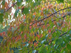 紅葉-05