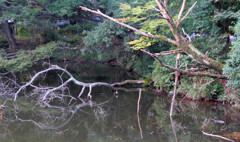 朽ちる