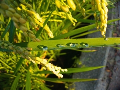 稲と水滴