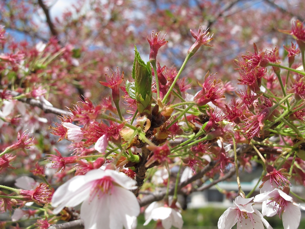 散った桜