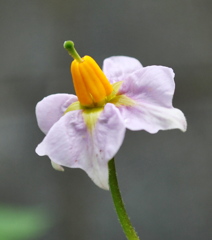 ジャガイモの花