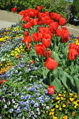 チューリップ02