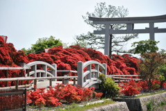 メインの鳥居の後ろから
