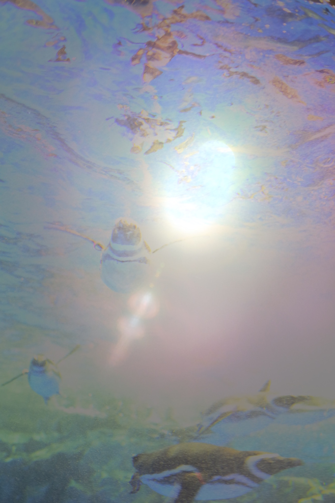 DSCF8233