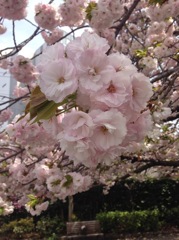 散歩中の桜