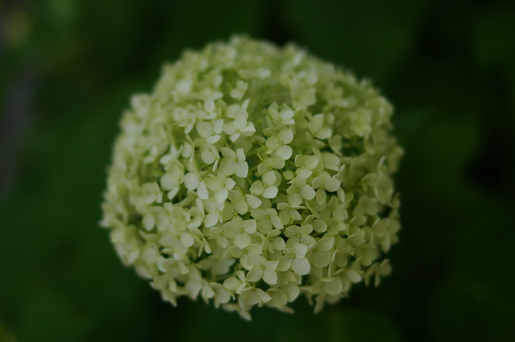 アジサイの花