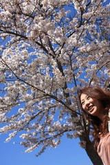 桜　メイン