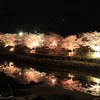 恵那桜