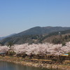 恵那桜Ⅱ