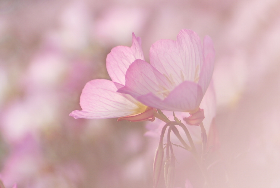 昼咲月見草 1