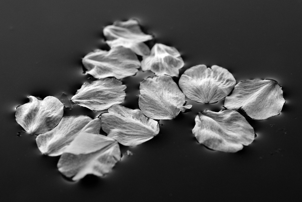 水面の花びら