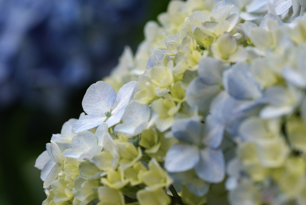 紫陽花 2